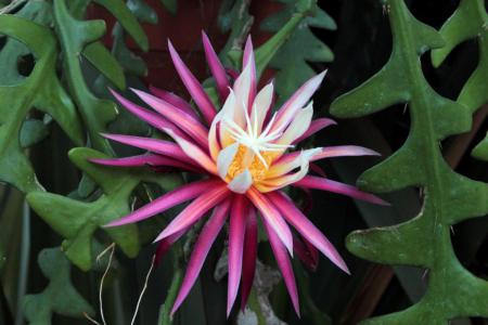 Fishbone cactus