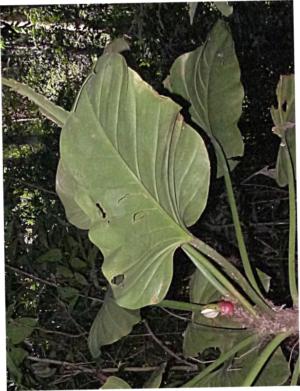 Split-leaf philodendron - Plantsnap - Identify Plants, Trees, Mushrooms  With An App