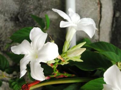 How to care for Chilean jasmine - Complete Plant Care Guide