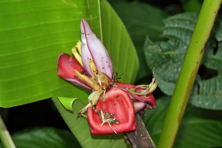 Pink banana