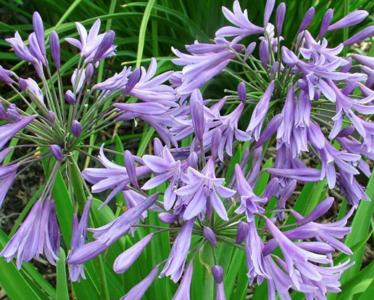 Drooping agapanthus
