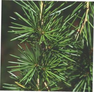Cedar of lebanon - Plantsnap - Identify Plants, Trees