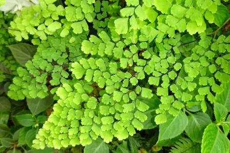 Delta maidenhair fern