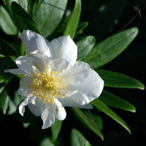 Tree anemone (Carpenteria californica) - Image 1 of 10