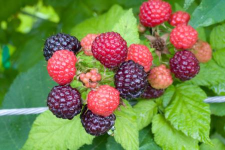 Black raspberry