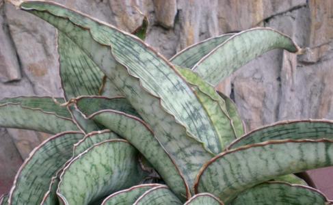 sansevieria bantel Sansevieria Bantel's Sensation Decorative Foliage Plant main image 1