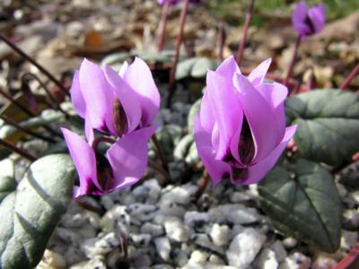 Cilician cyclamen