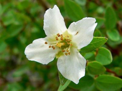 Mock orange
