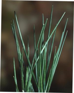 Phillips' sansevieria - Plantsnap - Identify Plants, Trees, Mushrooms With  An App