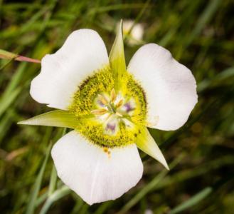 Gunnison's mariposa lily (Calochortus gunnisonii) - Image 1 of 10
