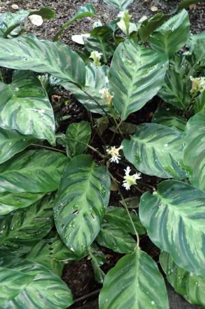 How to care for Bachem's calathea - Complete Plant Care Guide | PlantSnap -  Plantsnap - Identify Plants, Trees, Mushrooms With An App