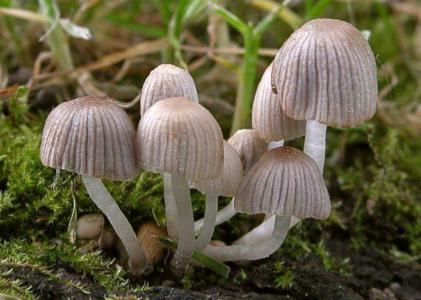 Fairy inkcap