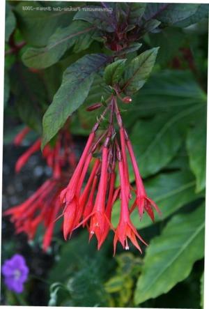 How to care for Gartenmeister fuchsia - Complete Plant Care Guide