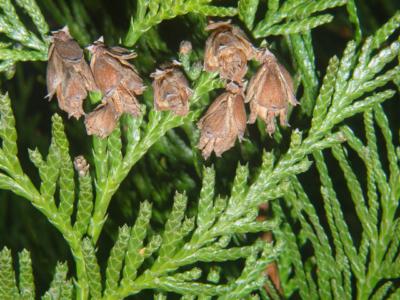 Western red cedar