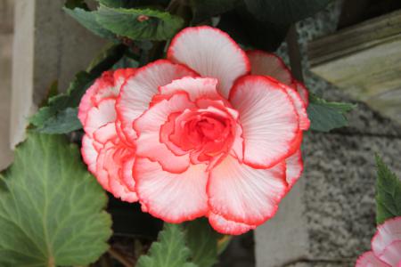 Cordelia begonia