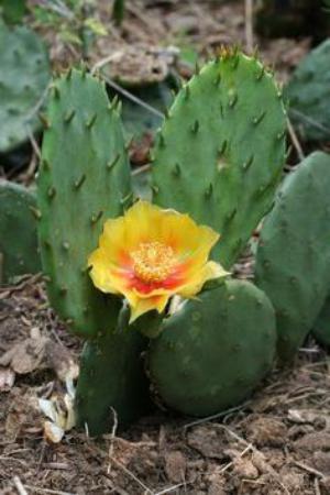 Blind prickly pear