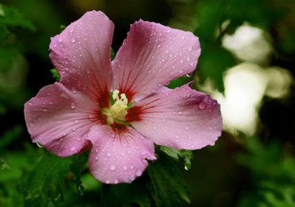 Rose of sharon