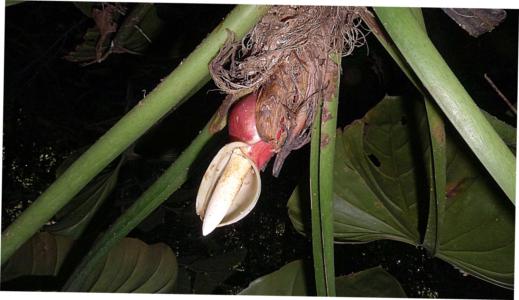 Split-leaf philodendron - Plantsnap - Identify Plants, Trees, Mushrooms  With An App