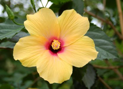 Rose mallow