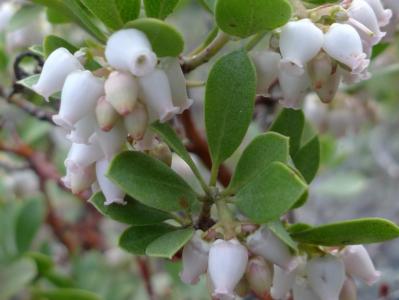 Pinemat manzanita