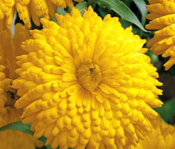 Pot marigold