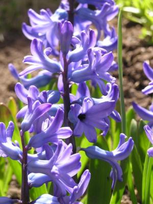 Common hyacinth