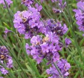 English lavender
