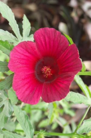 Monarch rosemallow