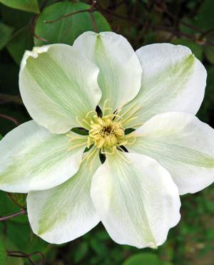Guernsey cream clematis