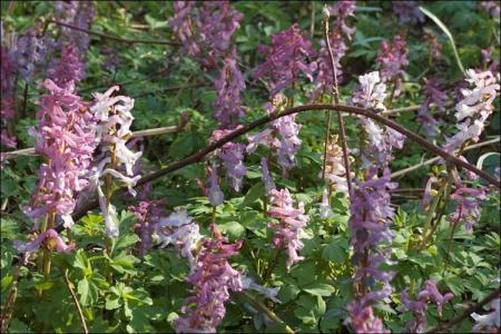 Fumewort