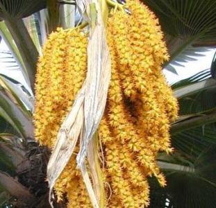 California fan palmの育て方 - 完全お手入れガイド | PlantSnap