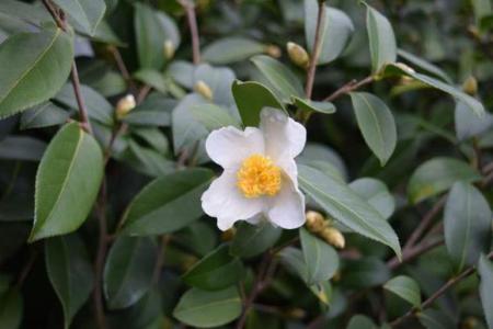 magnolia plant Fairy Magnolia Blush For Sale  Logee's Plants
