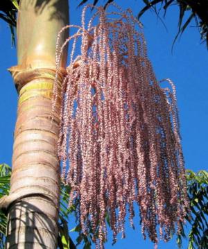 Bangalow palm (Archontophoenix cunninghamiana) - Image 1 of 10