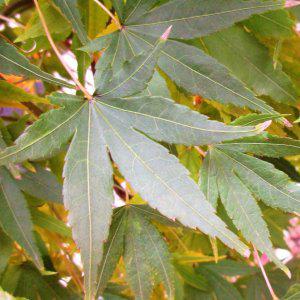 Waterfall japanese maple