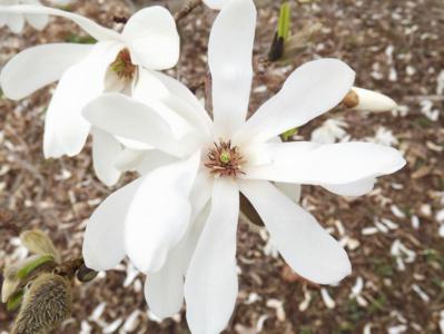 Willow-leafed magnolia