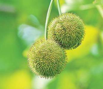American sycamore