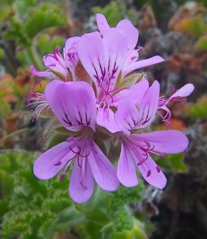 Rose-scented geranium