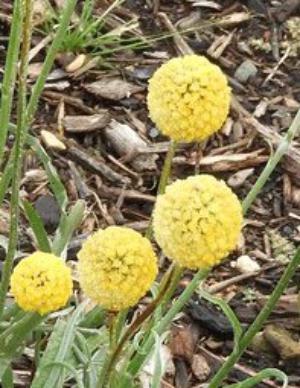 Billy buttons