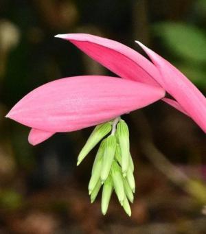 Bromeliad