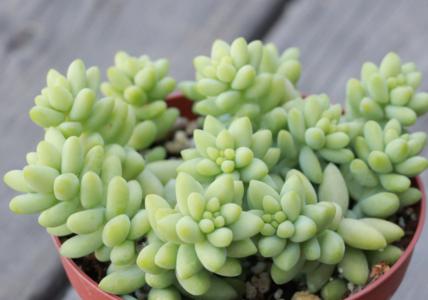 Burro's tail