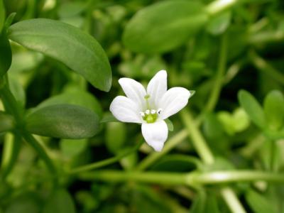 Water hyssop