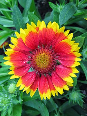 Indian blanket
