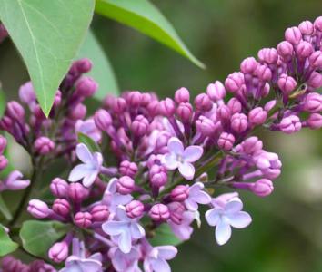 Persian lilac