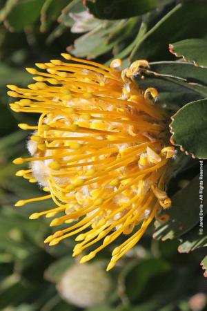 Winter pincushion