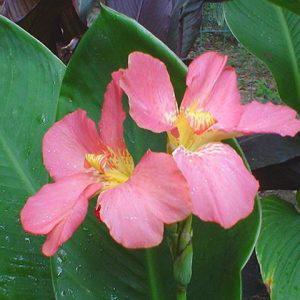 Water canna