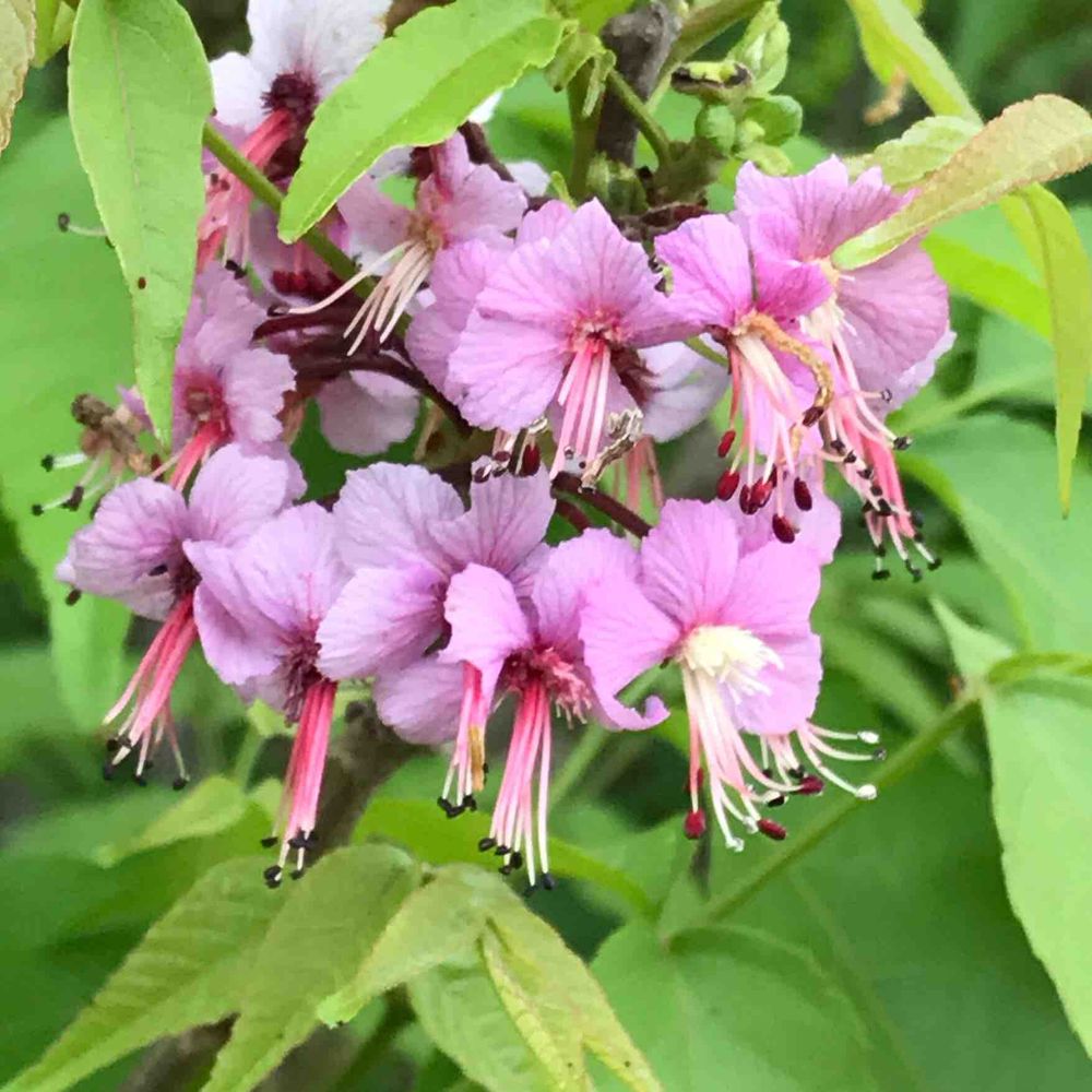 Mexican buckeye