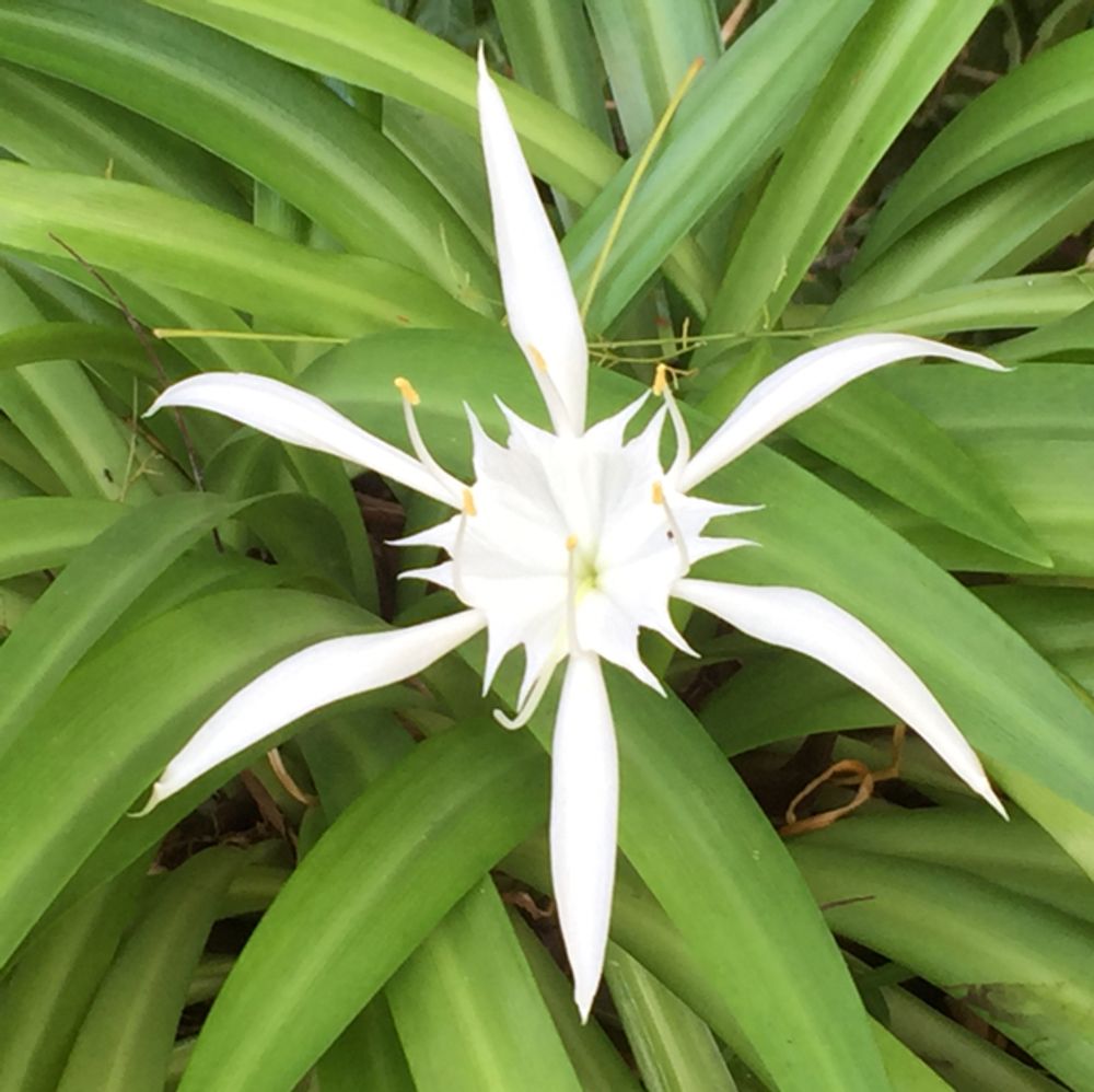 Basket flower