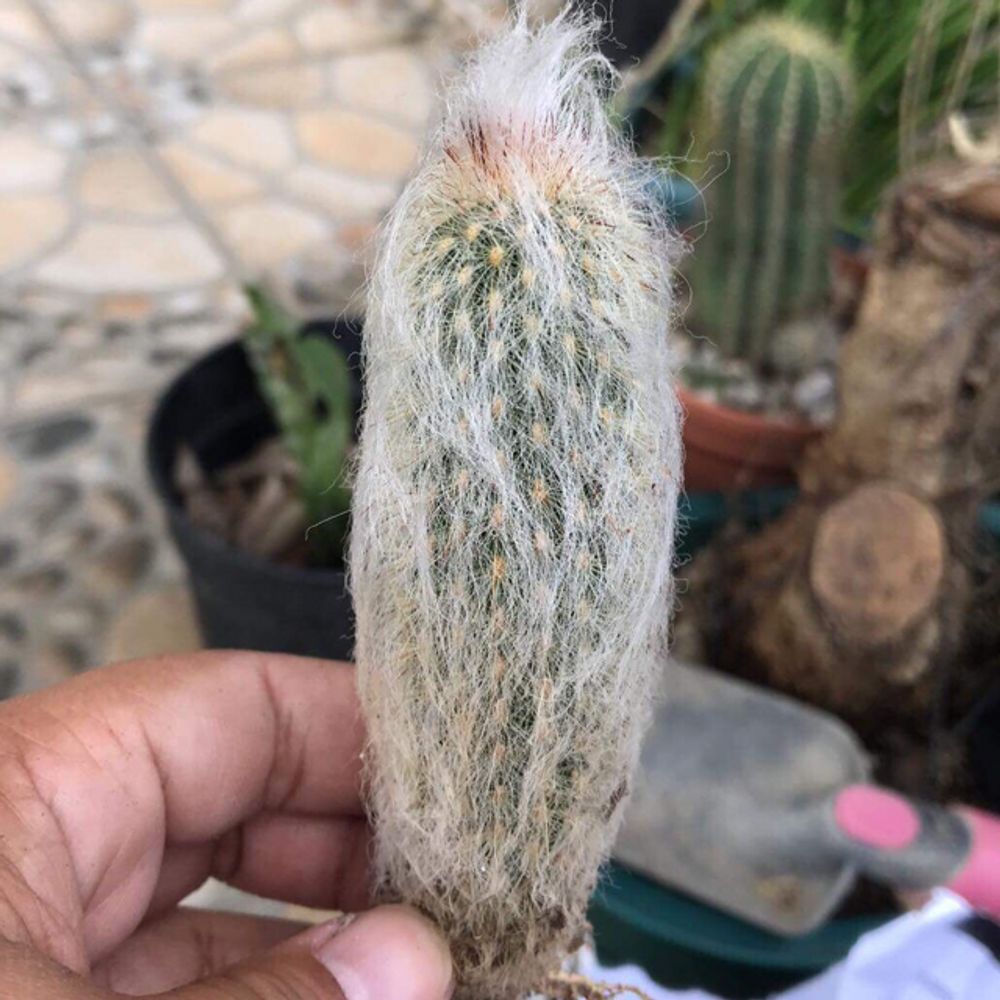 Woolly torch