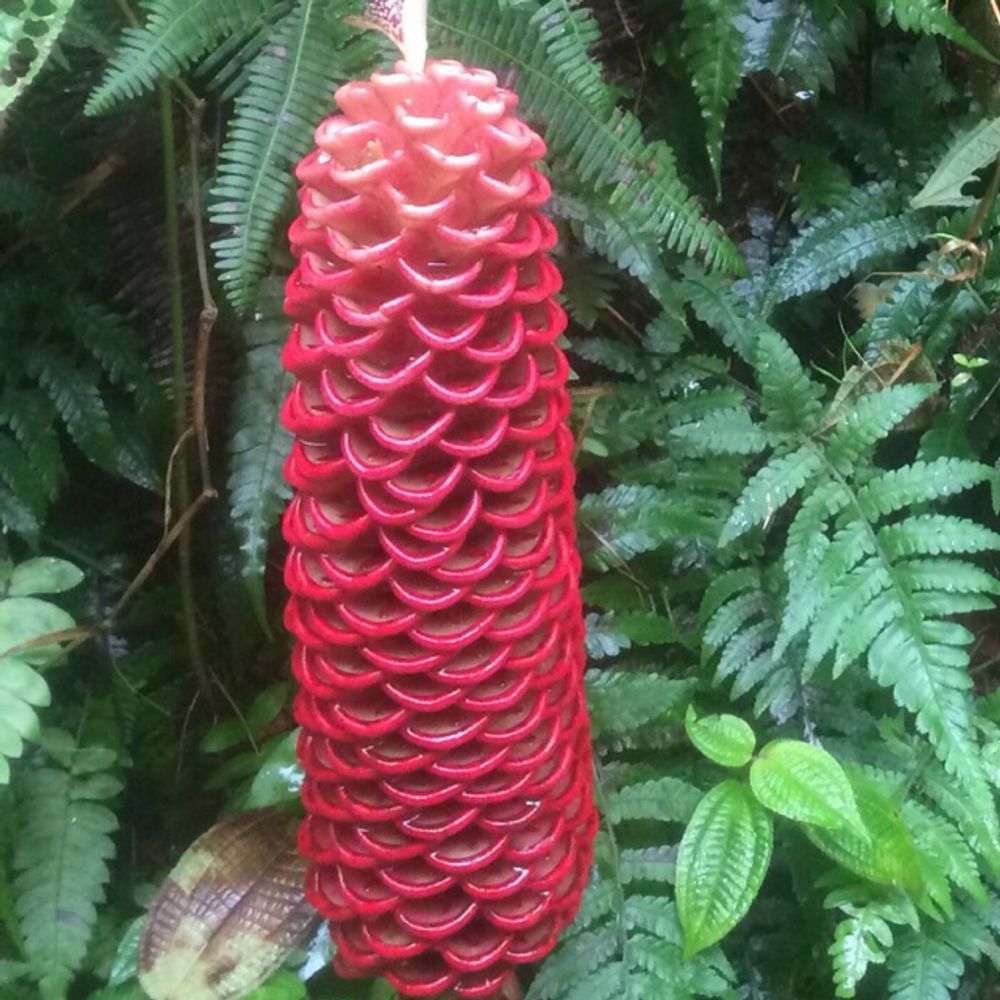 Beehive ginger