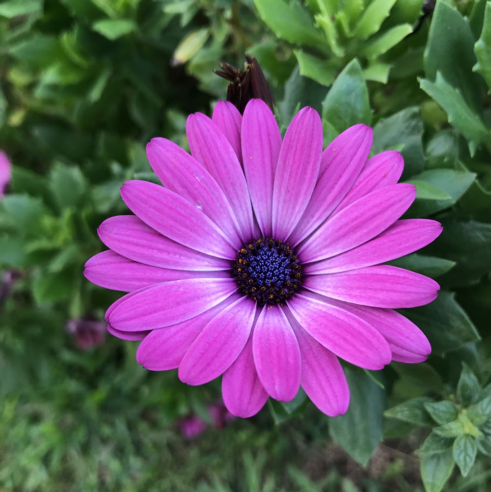 Barber's cape daisy